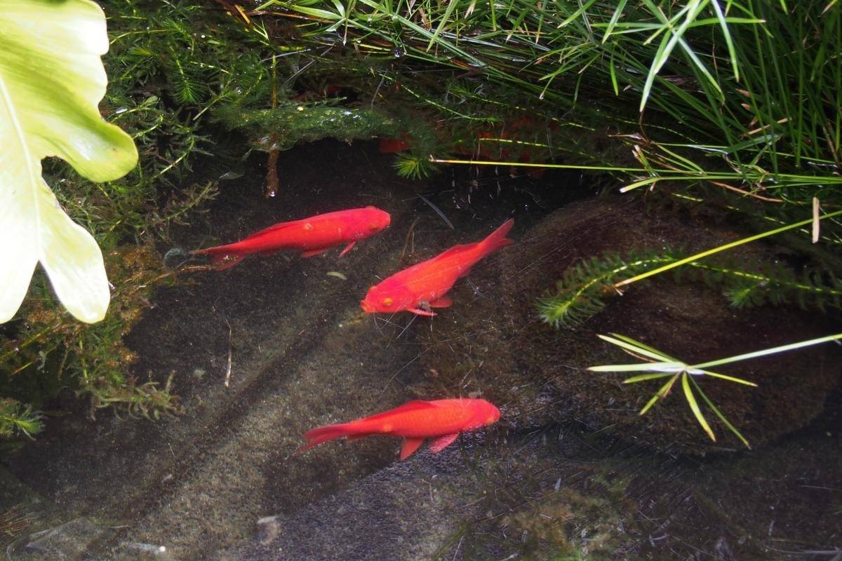 大型水槽 1800×800×700 訳あり！説明必読！ 水槽向けパネル世界1位、NIPPURA 地元水族館でアクリルに挑戦【経済