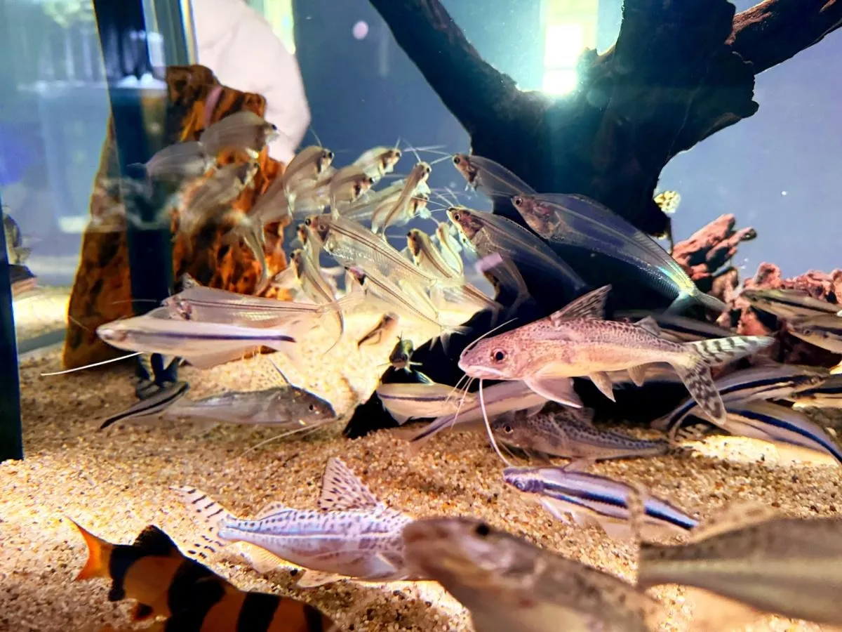 呼続駅周辺のアクリル水槽！大型水槽からオーダーメイドまで解説