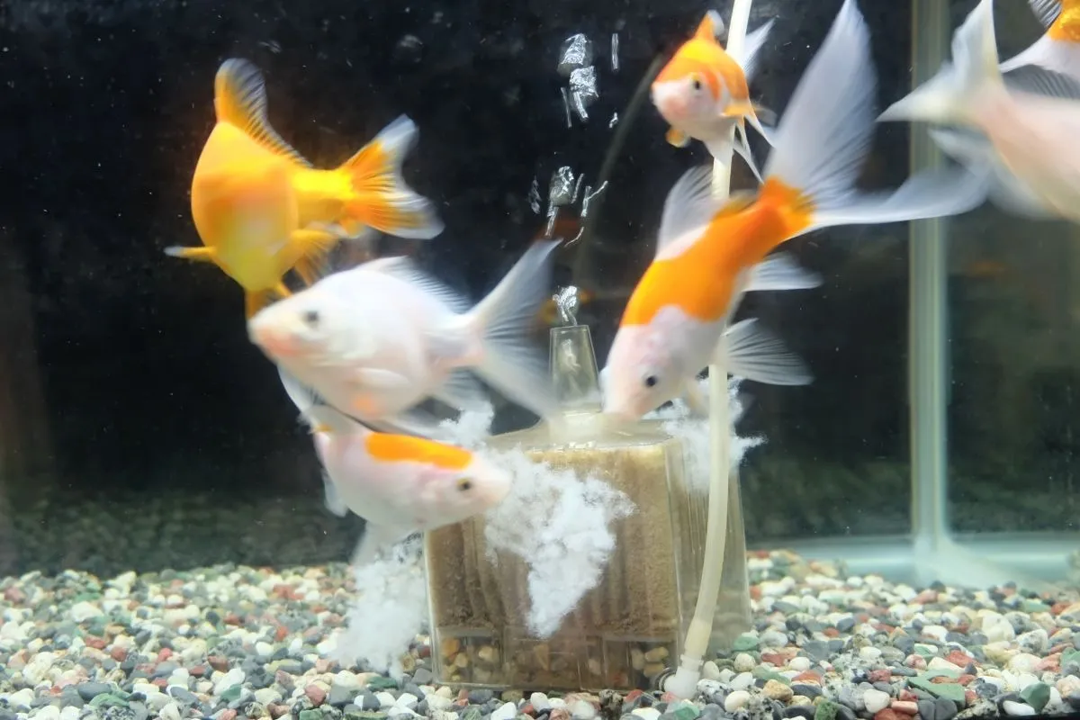 大型水槽にスポンジフィルターを！失敗しない設置と寿命判断の全知識