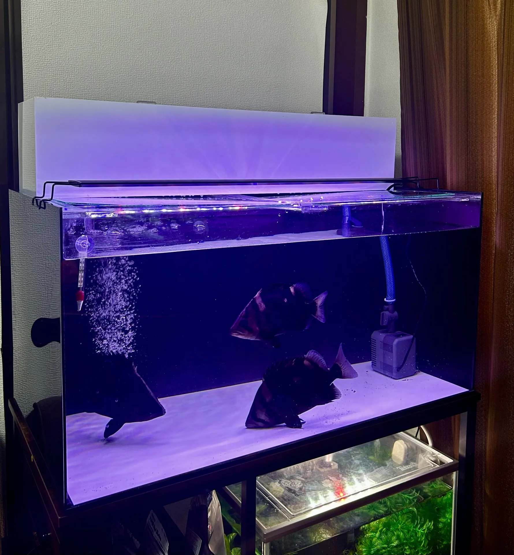 26/04/19　エンビ上部濾過槽。